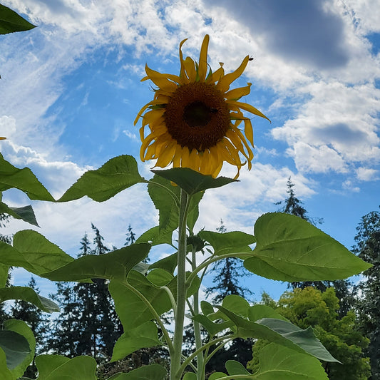 Sunflower “Russian Giant” (Helianthus annuus)