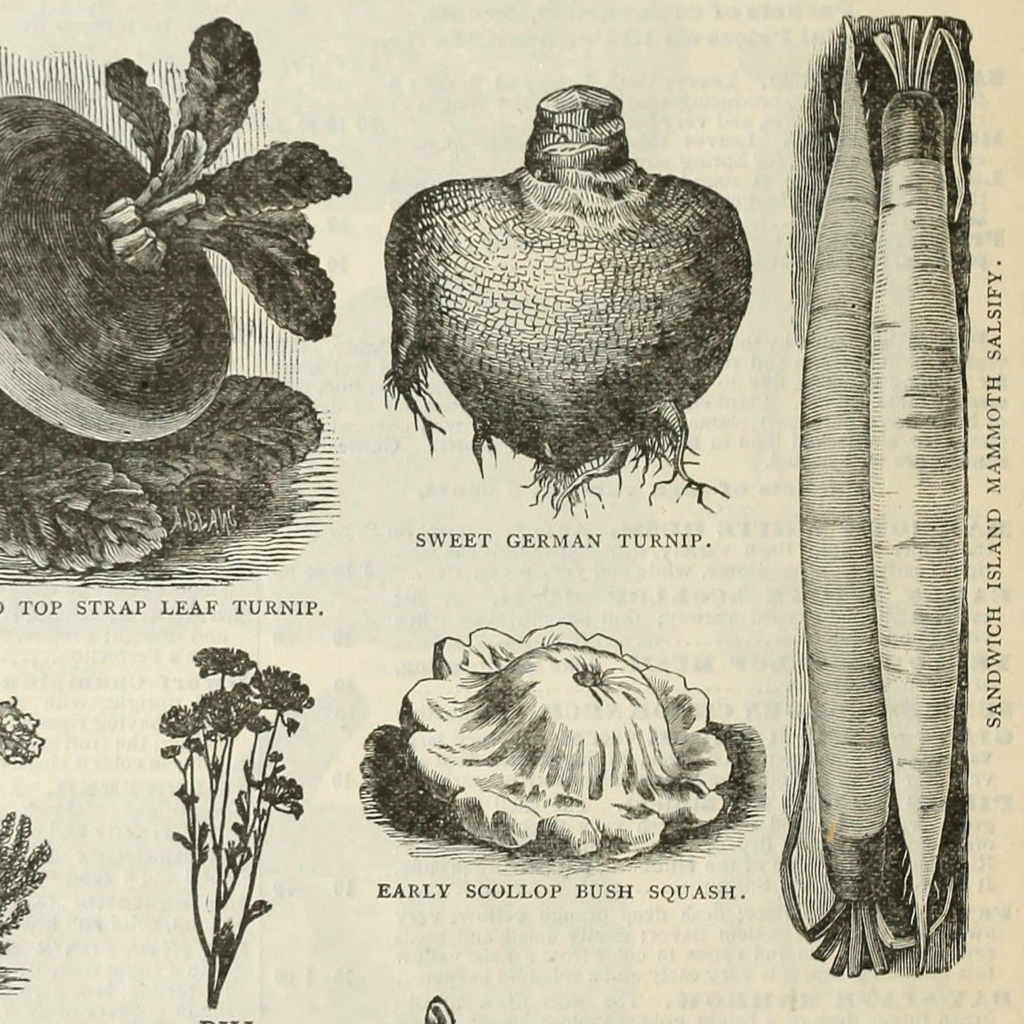 Salsify, Mammoth Island (Tragopogon porrifolius)