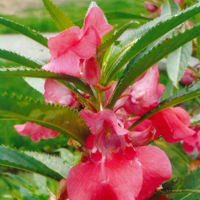 Balsam (Impatiens balsamia)
