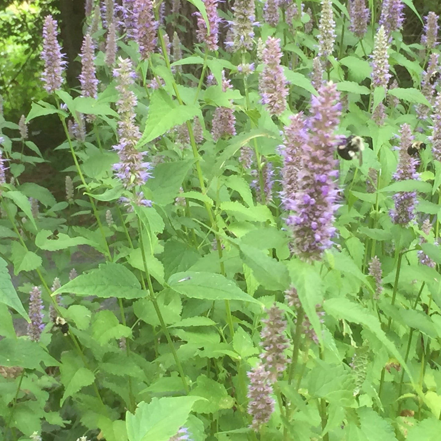 Anise Hyssop (Agastache foeniculum)