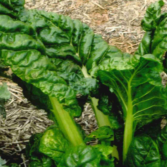Swiss Chard, Five Colour Silverbeet (Beta vulgaris cicla)