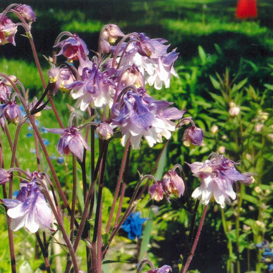 Columbine, “Farm Blend” (Aquilegia vulgaris)