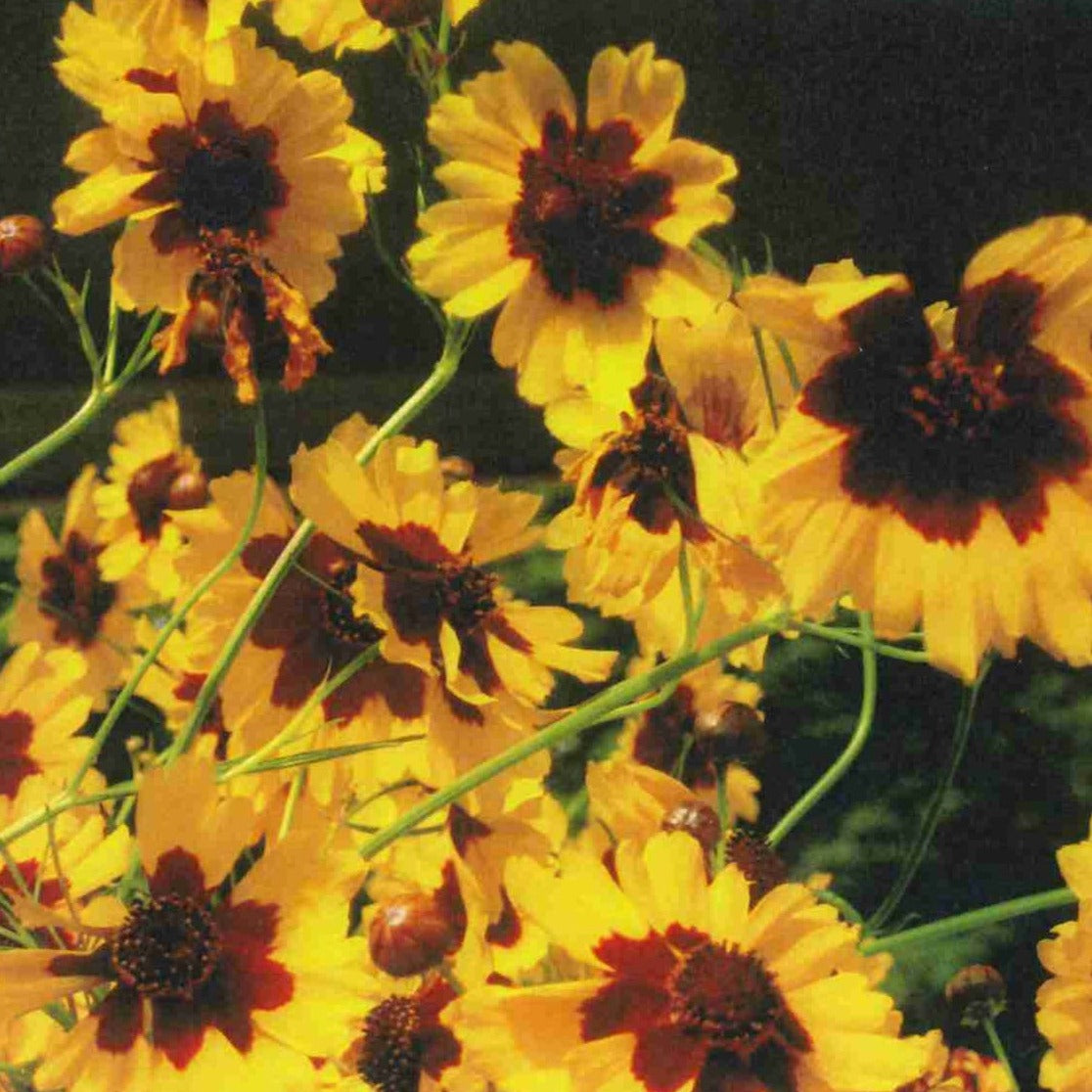 Coreopsis (Coreopsis tinctoria)