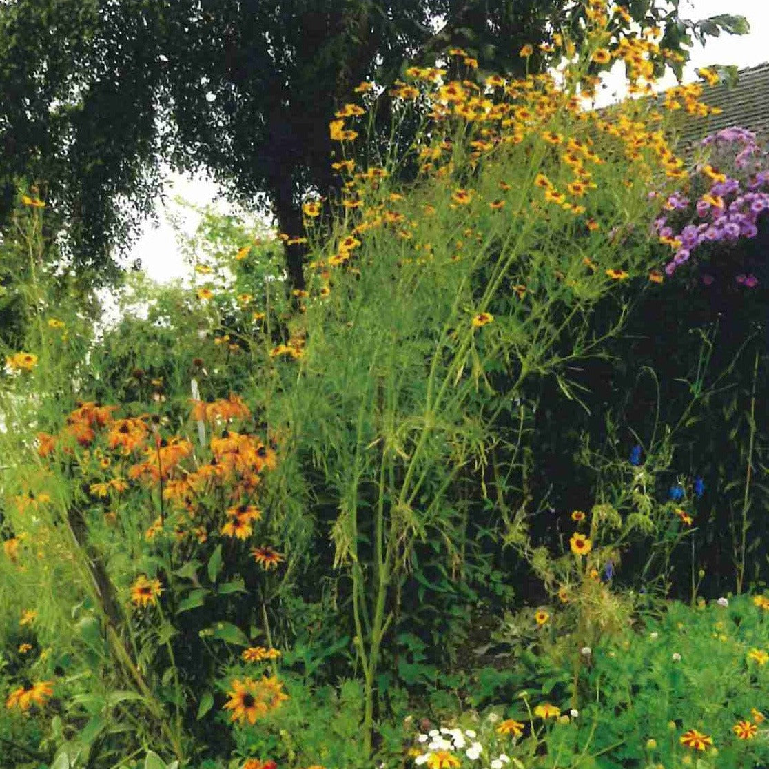 Coreopsis (Coreopsis tinctoria)