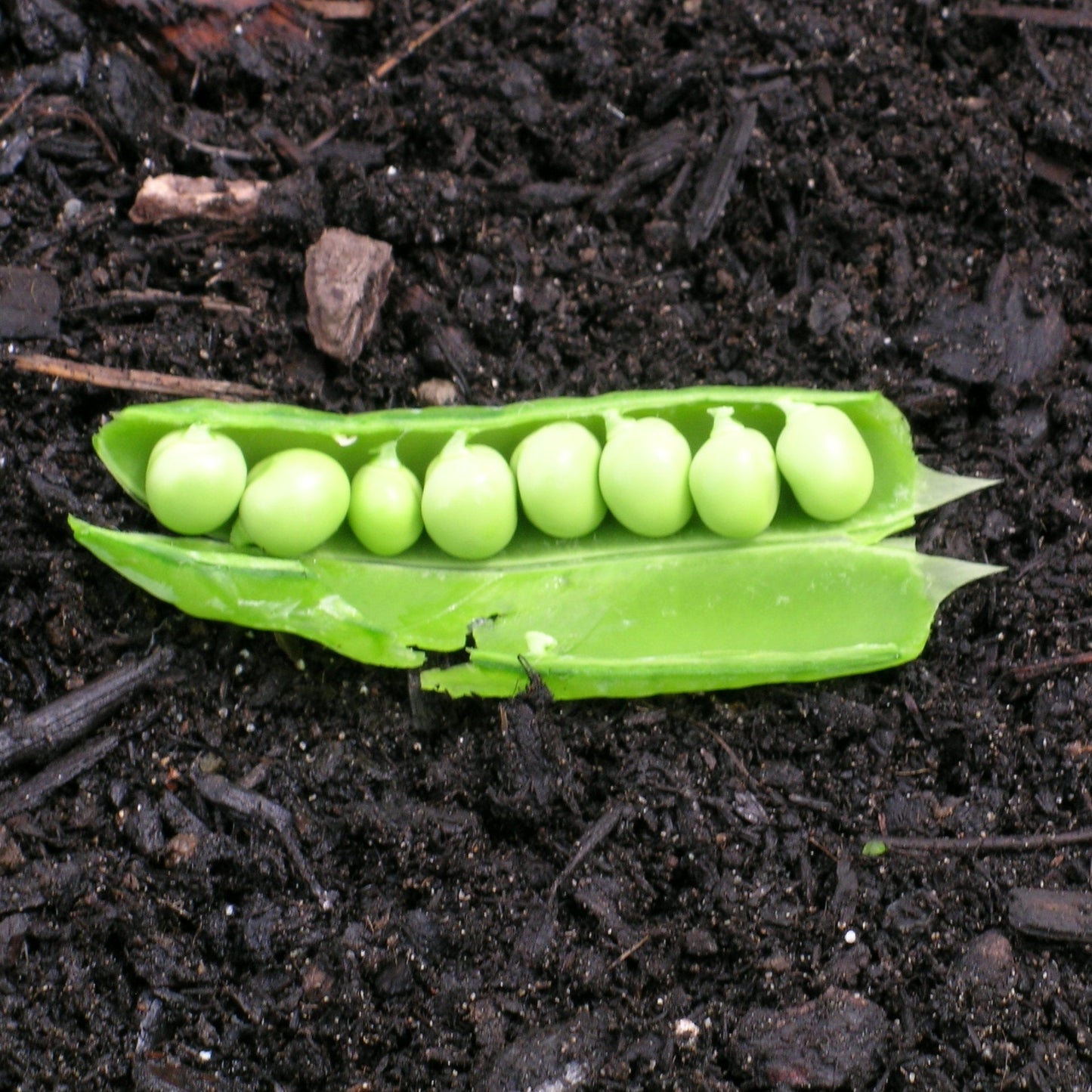 Pea, Lincoln (Pisum sativum)