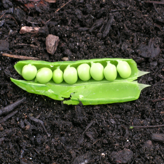 Pea, Lincoln (Pisum sativum)