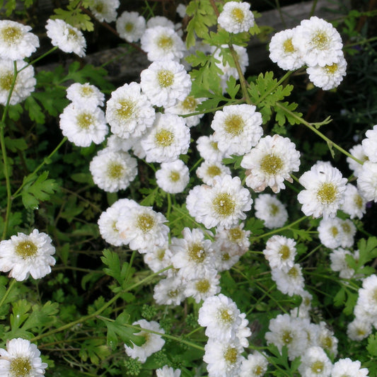 Feverfew, Double (Tanacetum parthenium “Flore pleno”)