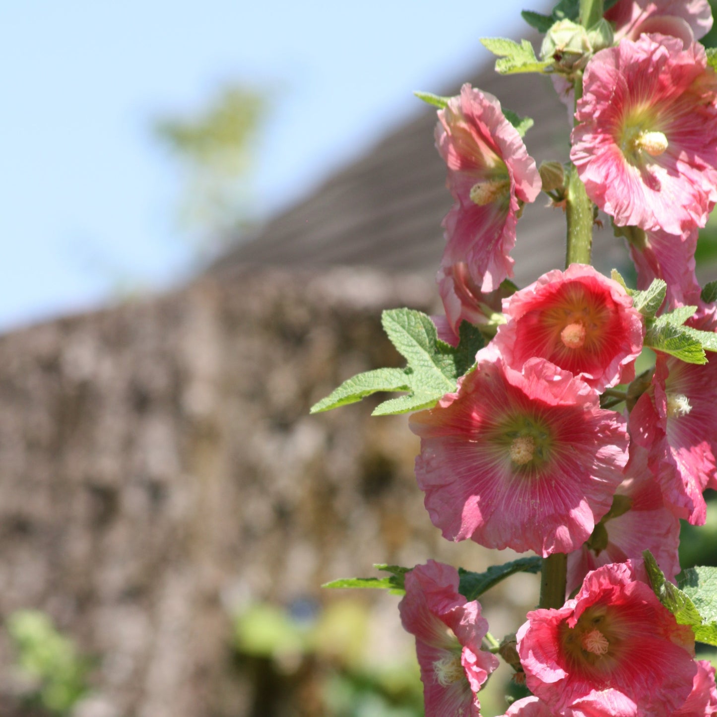 Hollyhock, mixed (Alcea rosea)