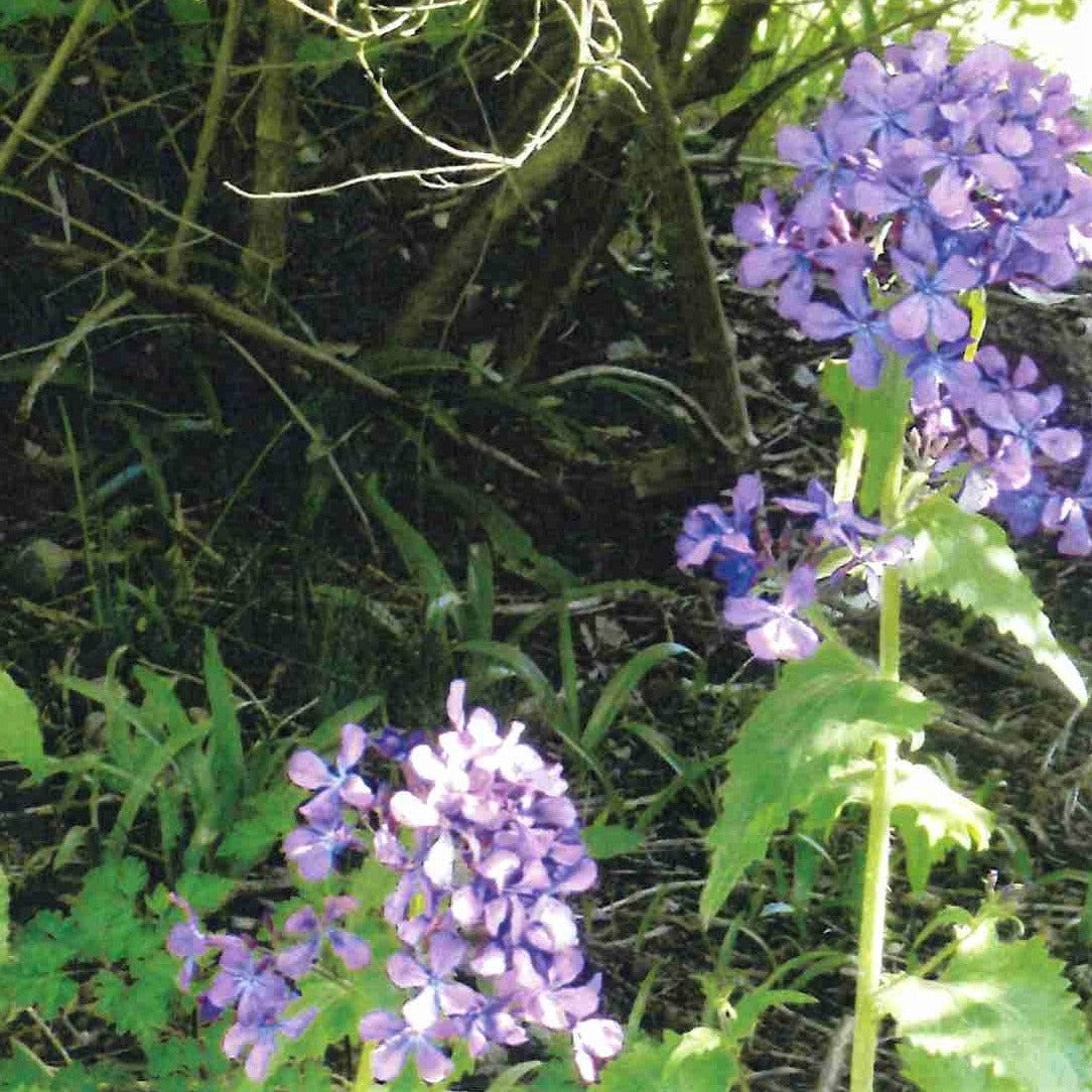 Honesty (Lunaria annua)