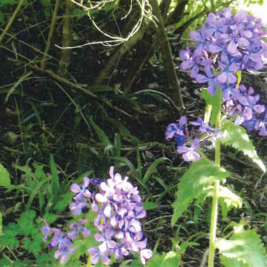 Honesty (Lunaria annua)
