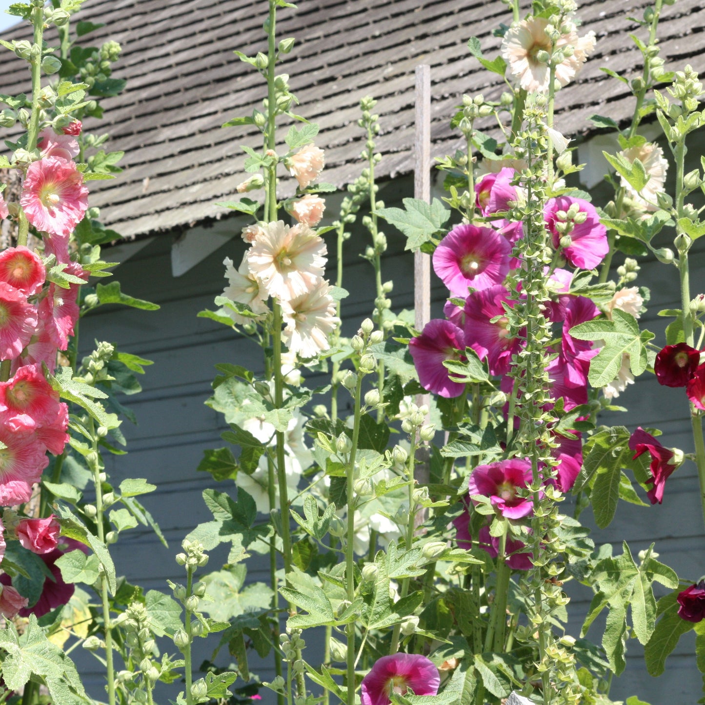Hollyhock, mixed (Alcea rosea)