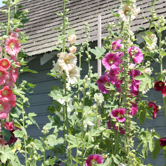 Hollyhock, mixed (Alcea rosea)