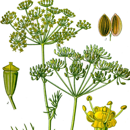 Dill (Anethum graveolens)