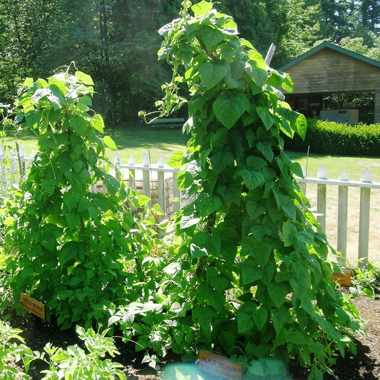 Bean, Lazy Housewife Pole Bean (Phaseolus vulgaris)