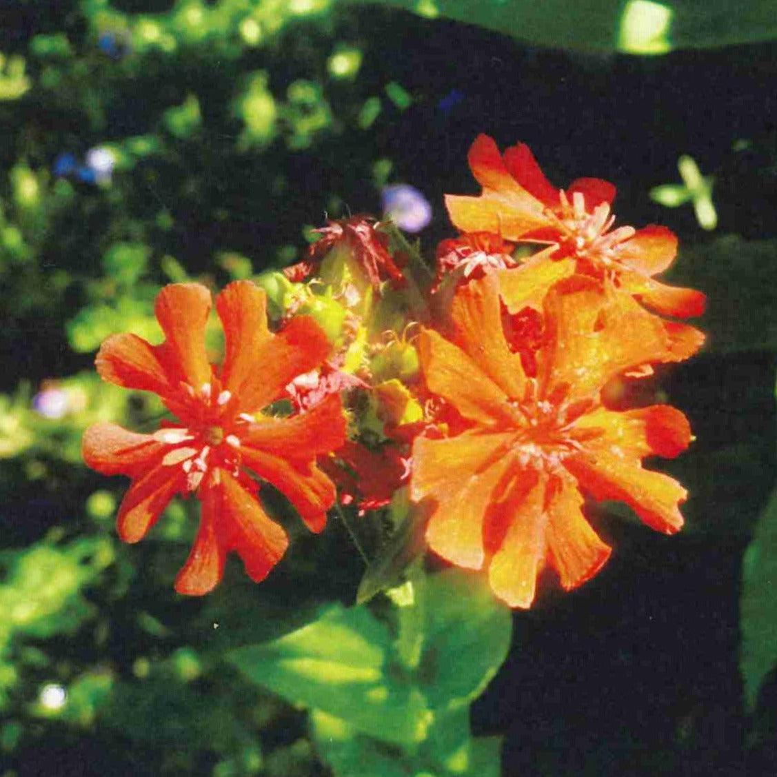 Maltese Cross (Lychnis chalcedonica)