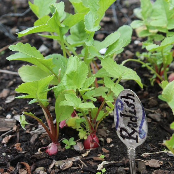 Radish, French Breakfast (Raphanus sativus)