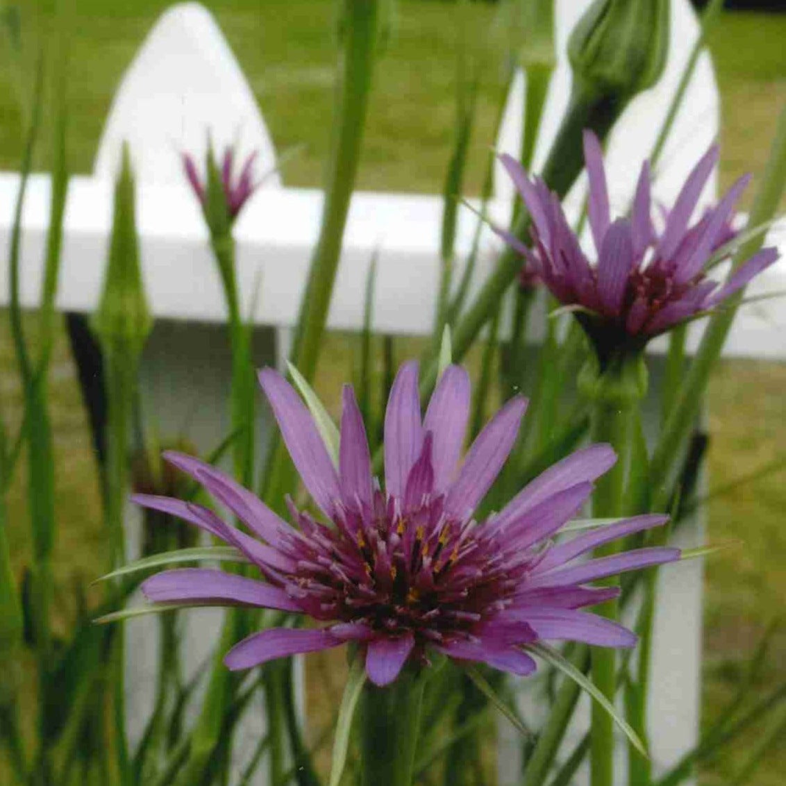 Salsify, Mammoth Island (Tragopogon porrifolius)
