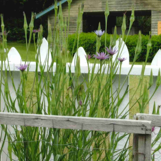 Salsify, Mammoth Island (Tragopogon porrifolius)