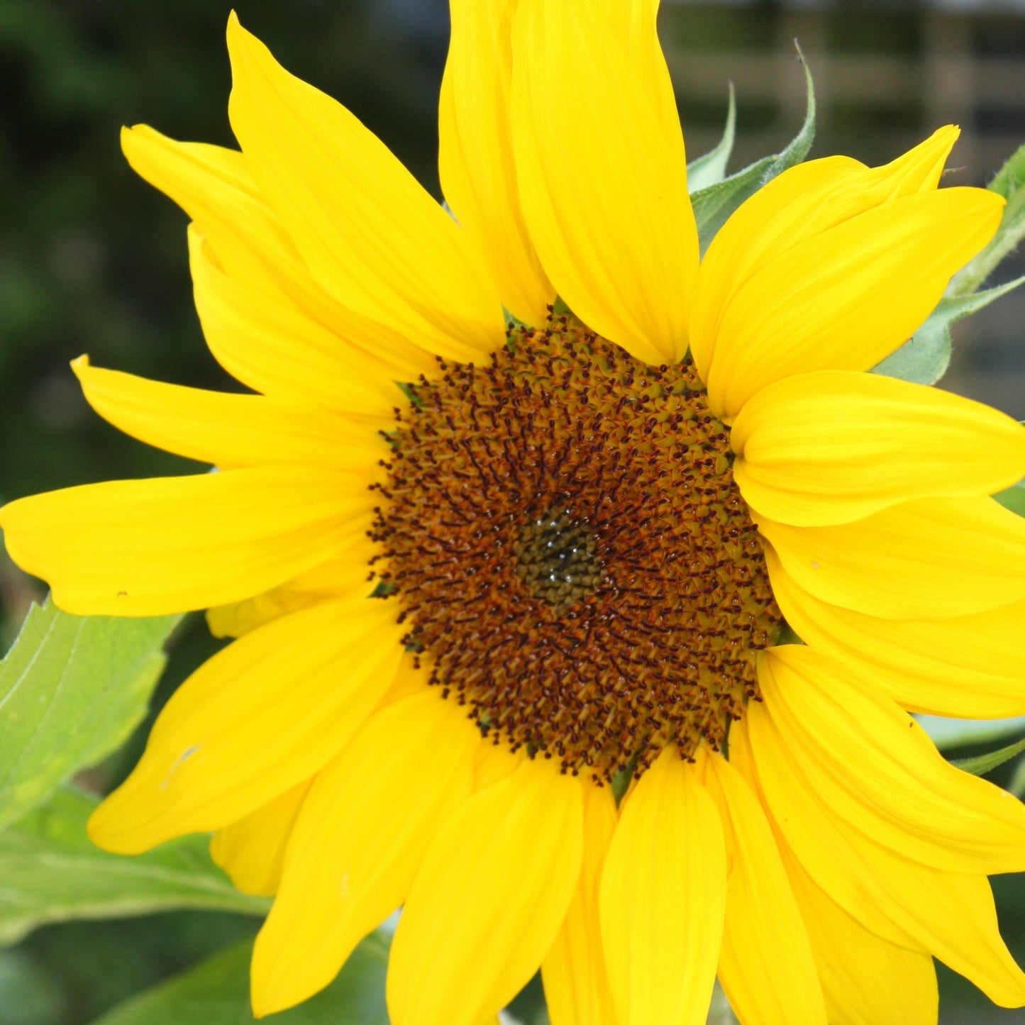 Sunflower “Russian Giant” (Helianthus annuus)