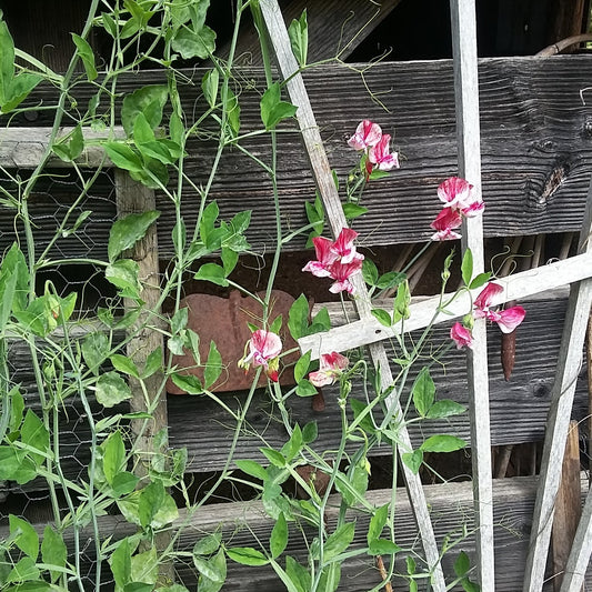 Sweet Pea, Cupani’s Original (Lathyrus odoratus)