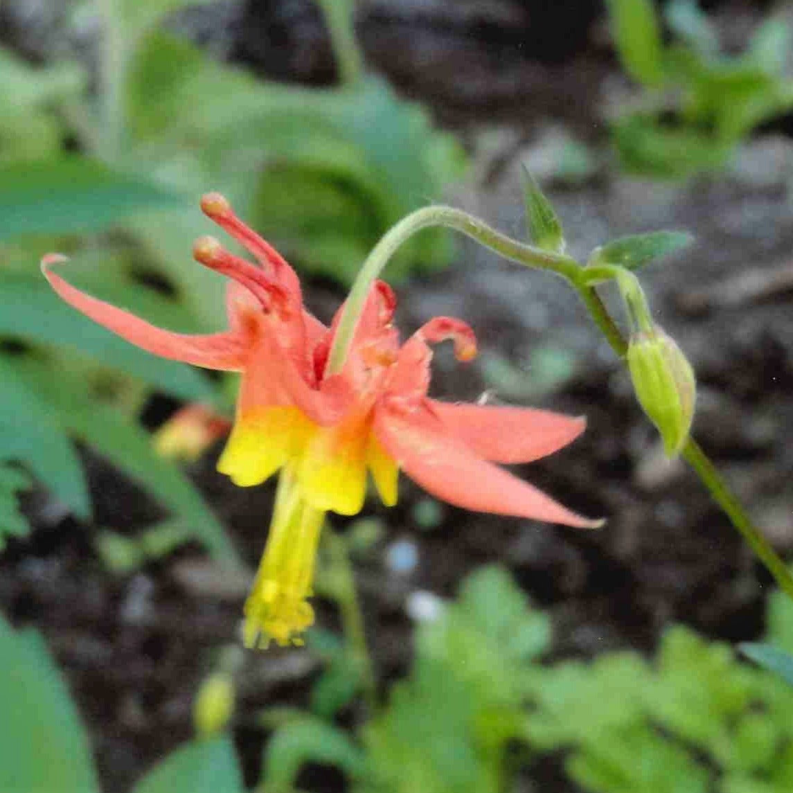 Columbine, Wild (Aquilegia canadensis)