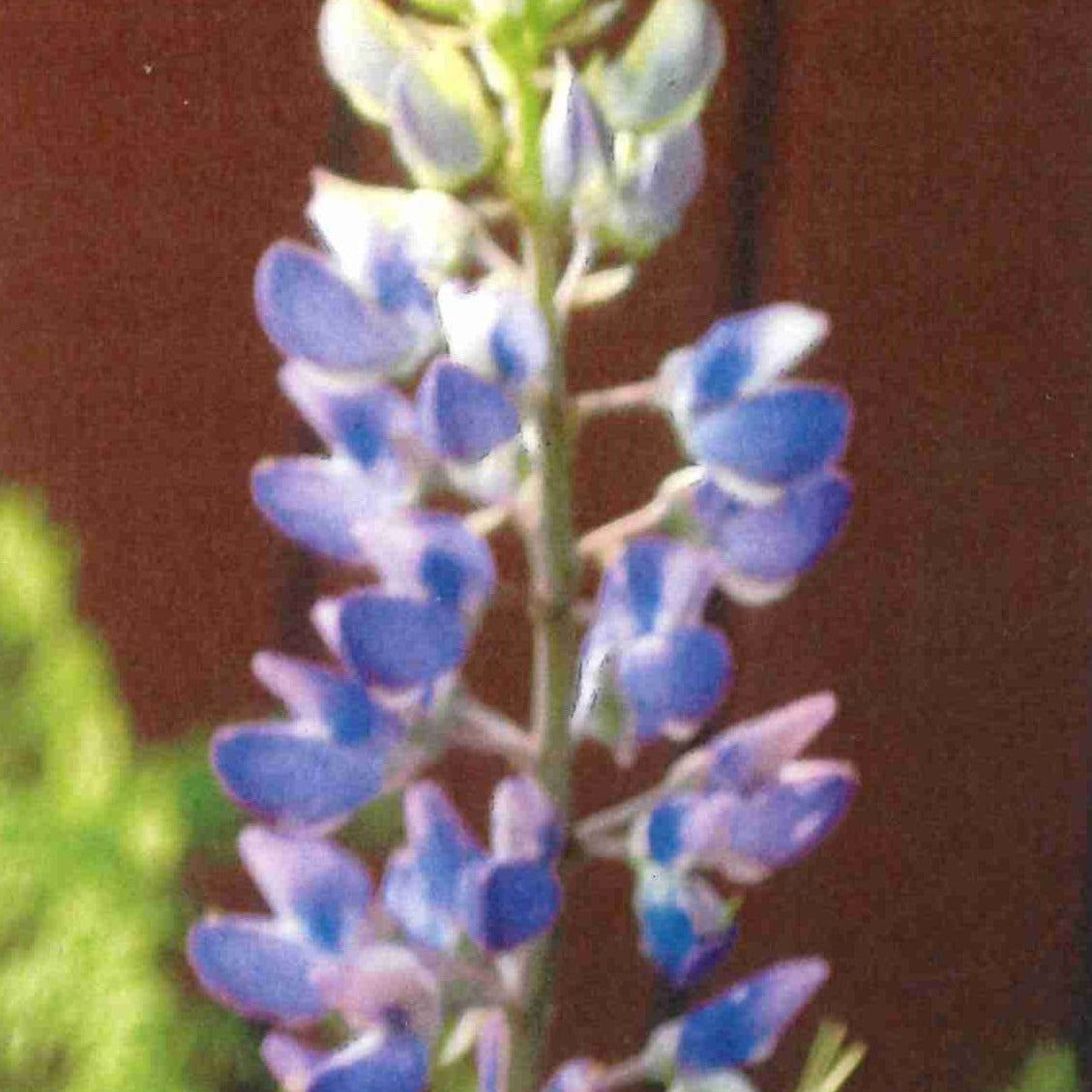 Wild  Lupin (Lupinus perennis)