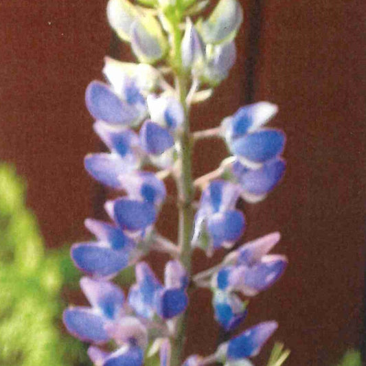 Wild  Lupin (Lupinus perennis)