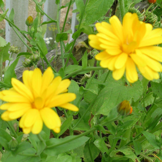 Calendula (Calendula officinalis)