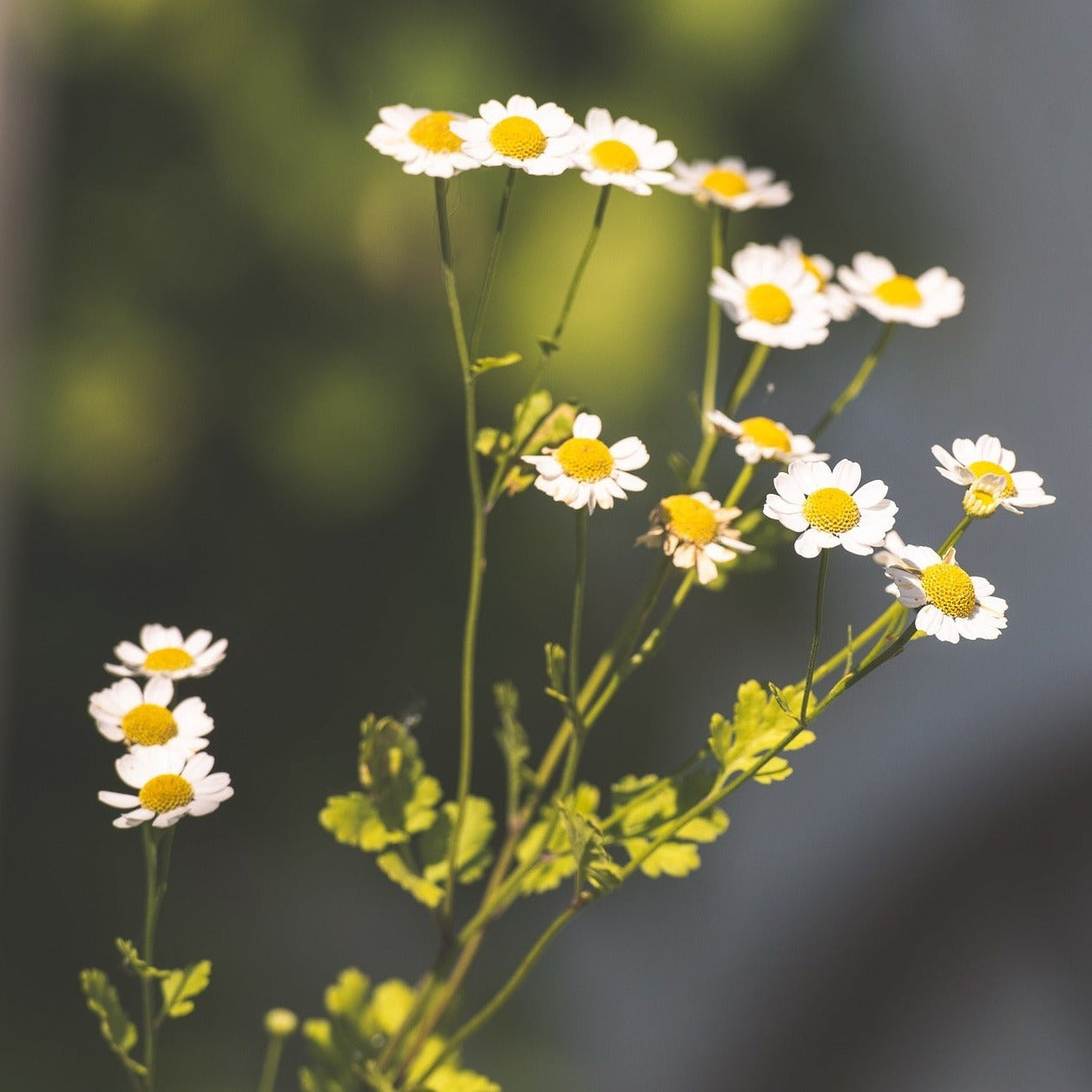 Feverfew, Single (Tanacetum parthenium)