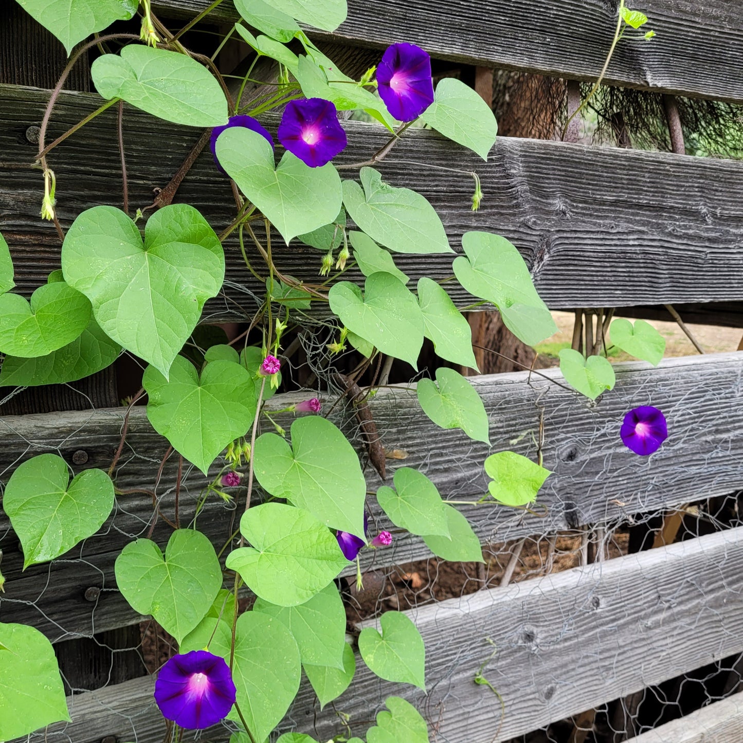 Morning Glory, Grandpa Otts (Ipomoea purpurea)