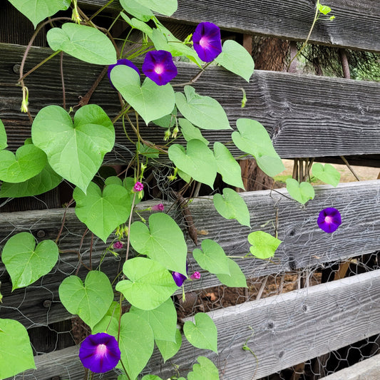 Morning Glory, Grandpa Otts (Ipomoea purpurea)