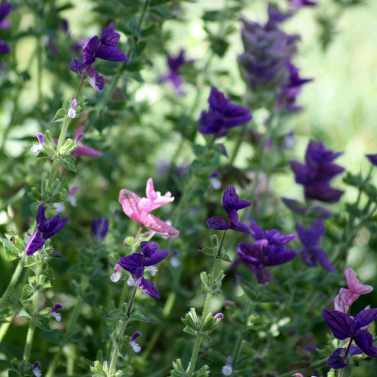 Painted Sage (Salvia viridis)
