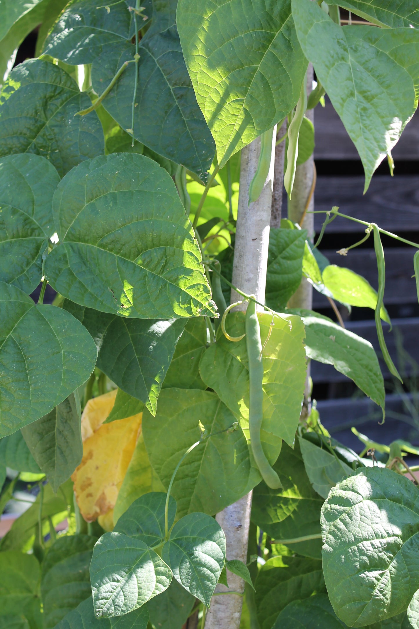 Bean, Lazy Housewife Pole Bean (Phaseolus vulgaris)