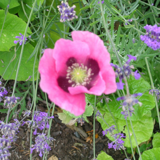 Poppy, Single  (Papaver somniferum)