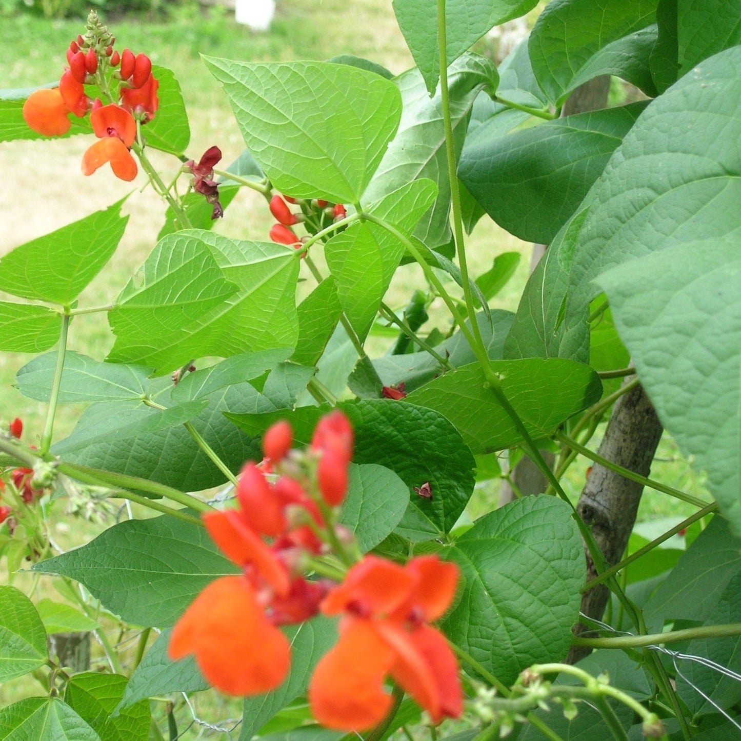 Bean, Scarlet Runner (Phaseolus coccineus)