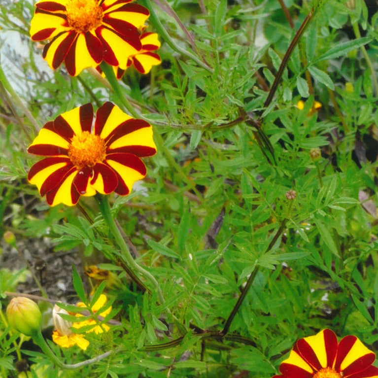 Marigold, French Stripe (Tagetes patula)