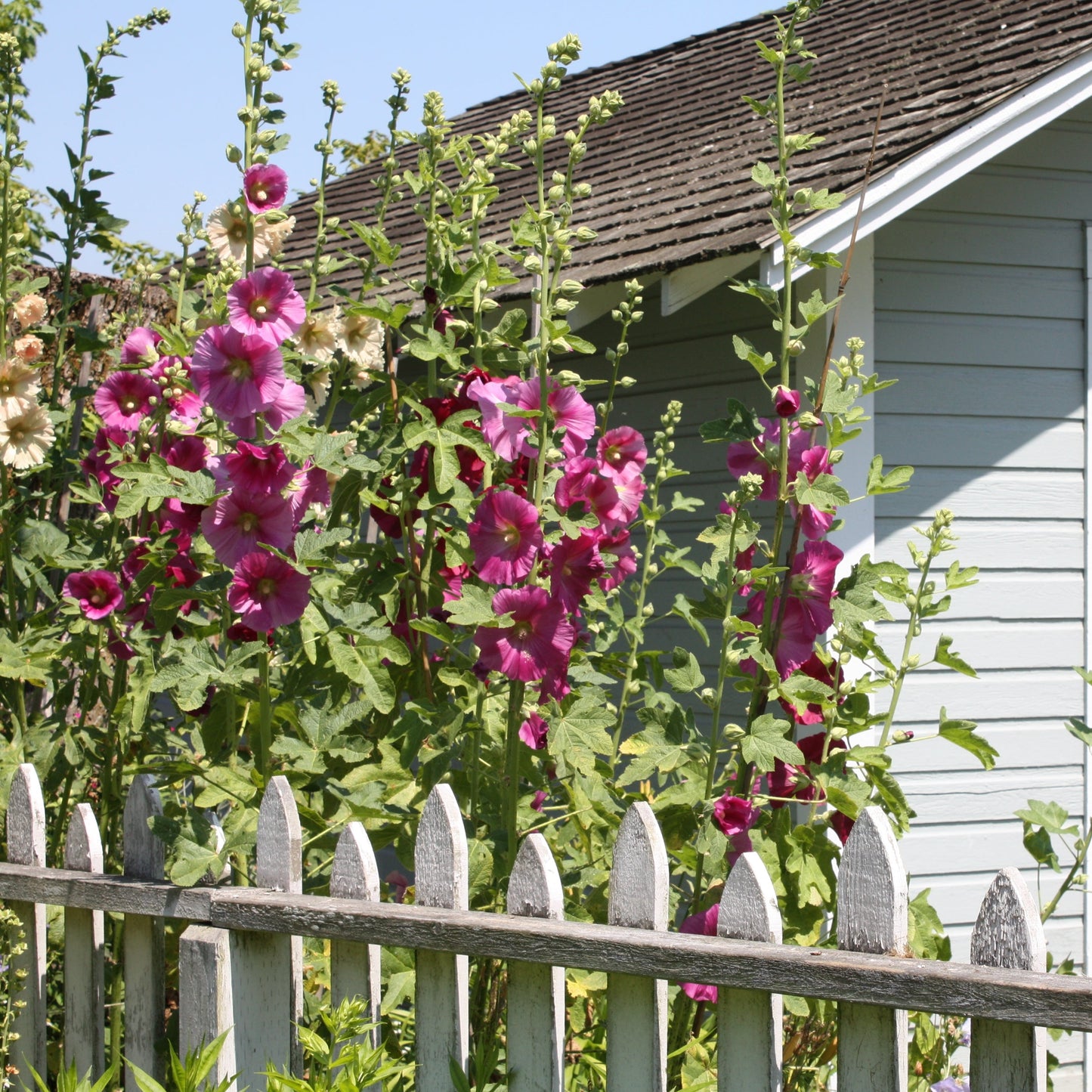 Hollyhock, mixed (Alcea rosea)