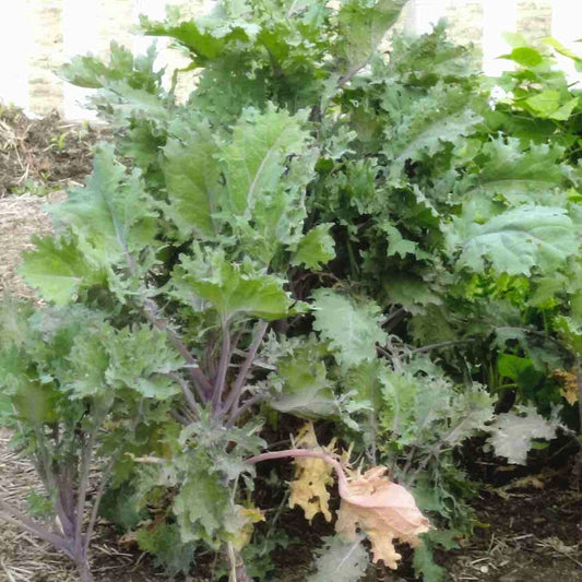 Kale, Red Russian (Brassica napus)