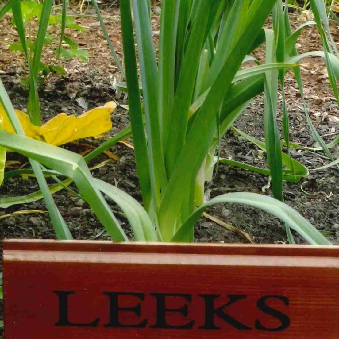 Leek, Giant Musselburgh  (Allium porum)