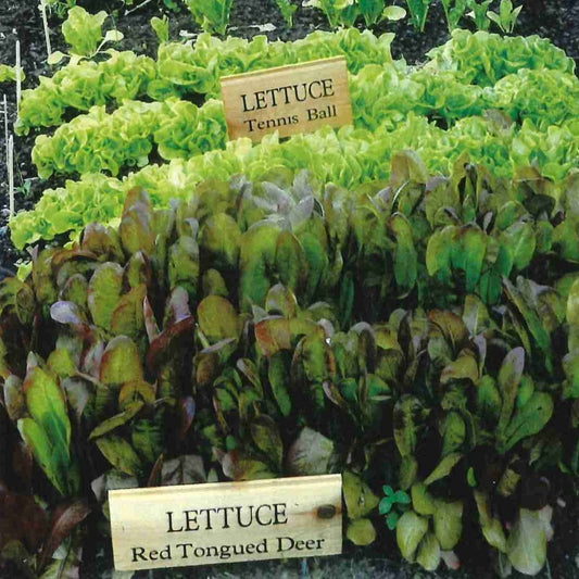 Lettuce, Black Seeded Simpson (Lactuca sativa)