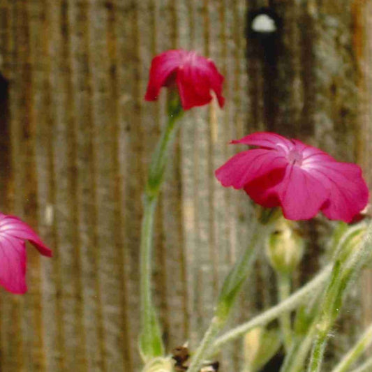 Rose Campion (Lychnis coronaria)