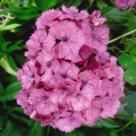 Sweet William (Dianthus barbatus)