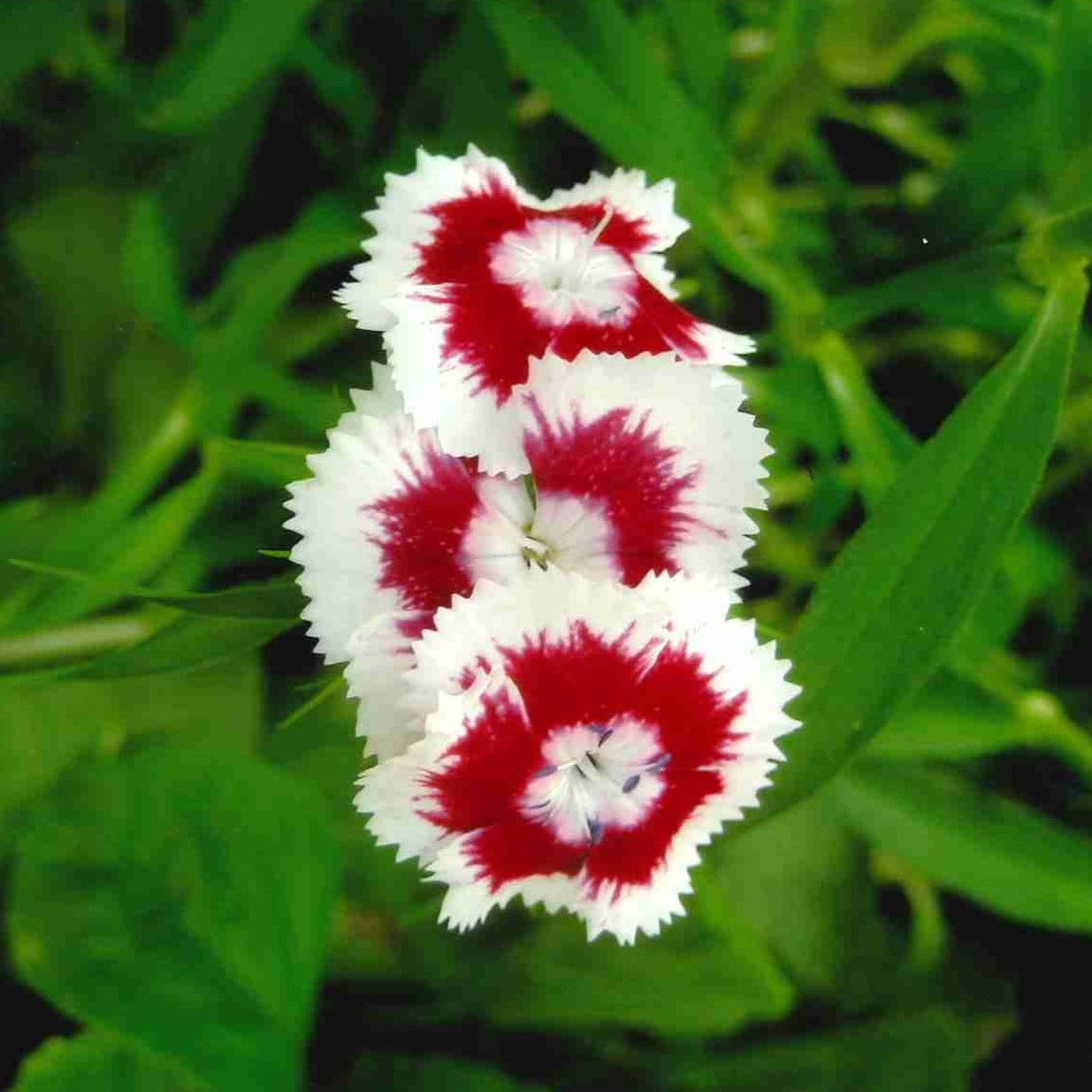 Sweet William (Dianthus barbatus)
